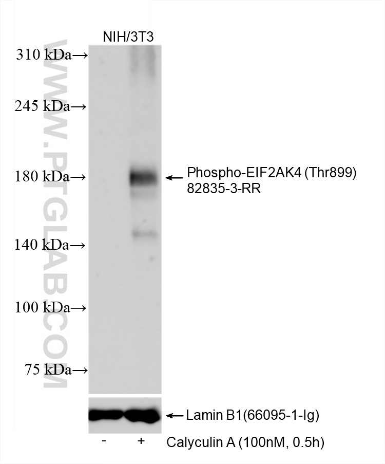 Phospho-EIF2AK4 (Thr899)