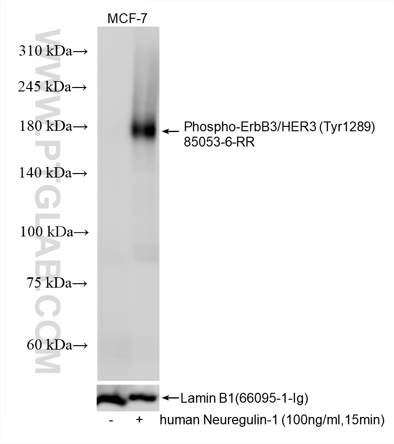 Western Blot (WB) analysis of various lysates using Phospho-ErbB3/HER3 (Tyr1289) Recombinant antibody (85053-6-RR)