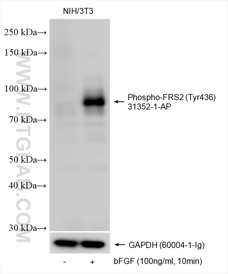 Western Blot (WB) analysis of various lysates using Phospho-FRS2 (Tyr436) Polyclonal antibody (31352-1-AP)