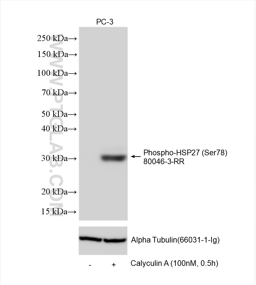 Western Blot (WB) analysis of various lysates using Phospho-HSP27 (Ser78) Recombinant antibody (80046-3-RR)