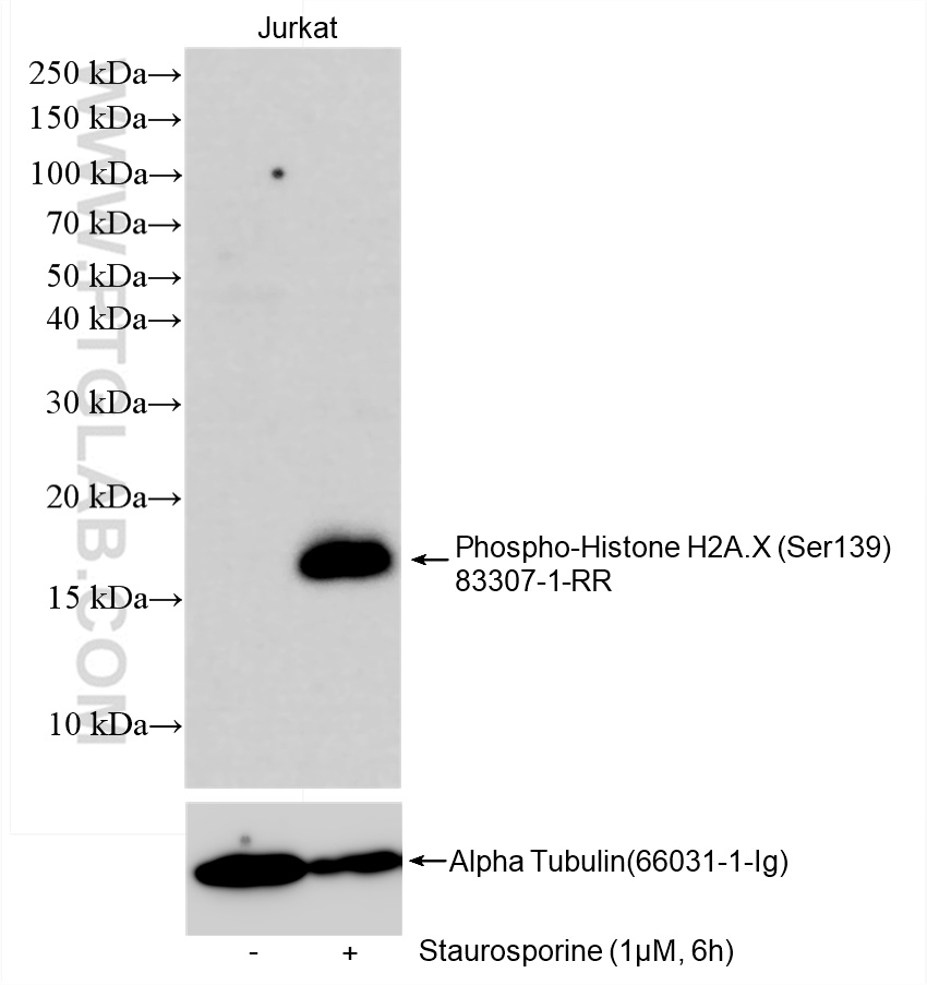 Western Blot (WB) analysis of various lysates using Phospho-Histone H2A.X (Ser139) Recombinant antibod (83307-1-RR)