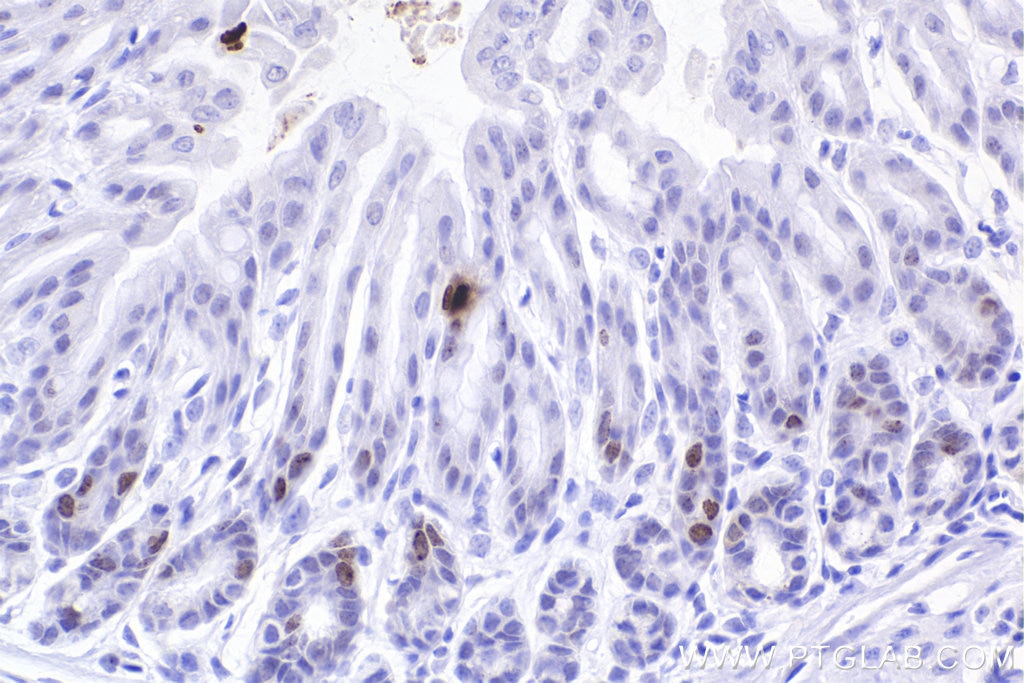 Immunohistochemistry (IHC) staining of mouse stomach tissue using Phospho-Histone H2A.X (Ser139) Recombinant monoclo (83307-2-RR)