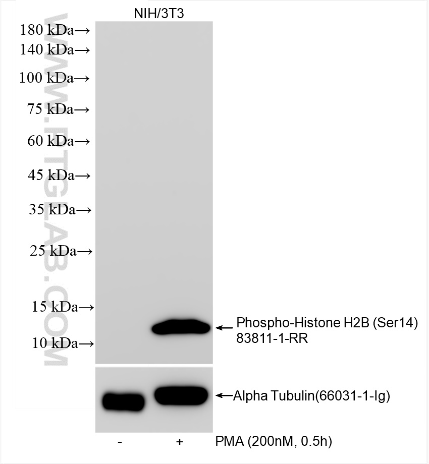 Western Blot (WB) analysis of various lysates using Phospho-Histone H2B (Ser14) Recombinant antibody (83811-1-RR)