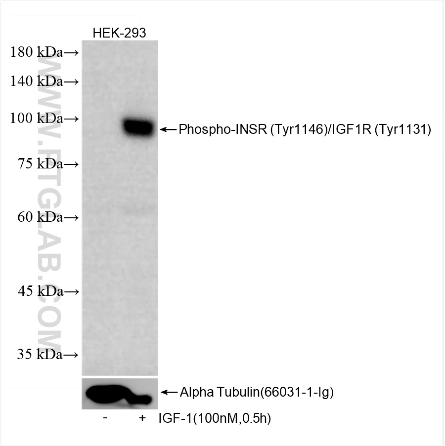 Western Blot (WB) analysis of HEK-293 cells using Phospho-INSR (Tyr1146)/IGF1R (Tyr1131) Recombinant (82830-15-RR)