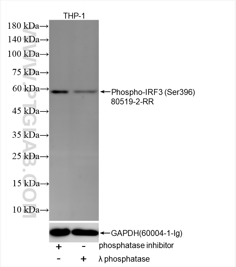 Western Blot (WB) analysis of THP-1 cells using Phospho-IRF3 (Ser396) Recombinant antibody (80519-2-RR)