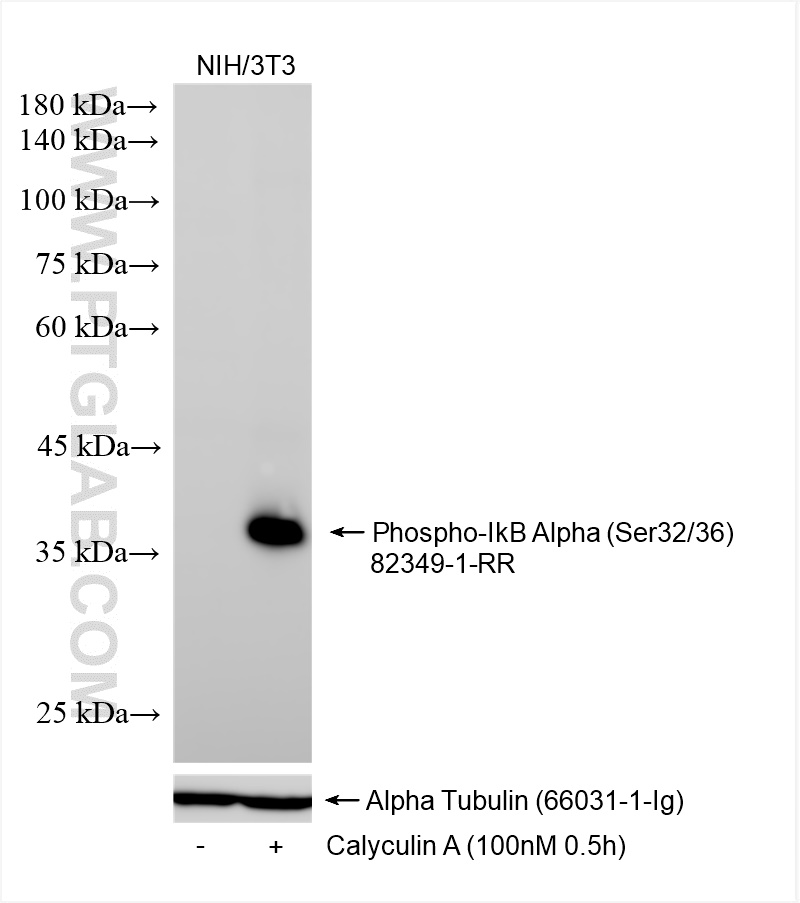 Western Blot (WB) analysis of NIH/3T3 cells using Phospho-IkB Alpha (Ser32/36) Recombinant antibody (82349-1-RR)