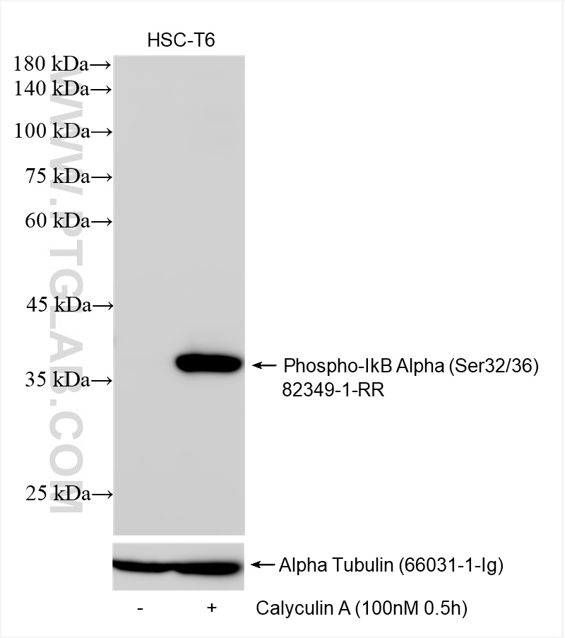 Western Blot (WB) analysis of various lysates using Phospho-IkB Alpha (Ser32/36) Recombinant antibody (82349-1-RR)