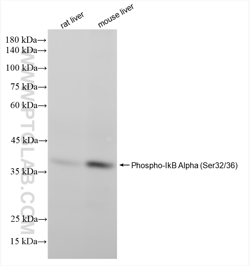 Western Blot (WB) analysis of various lysates using Phospho-IkB Alpha (Ser32/36) Recombinant antibody (82349-1-RR)