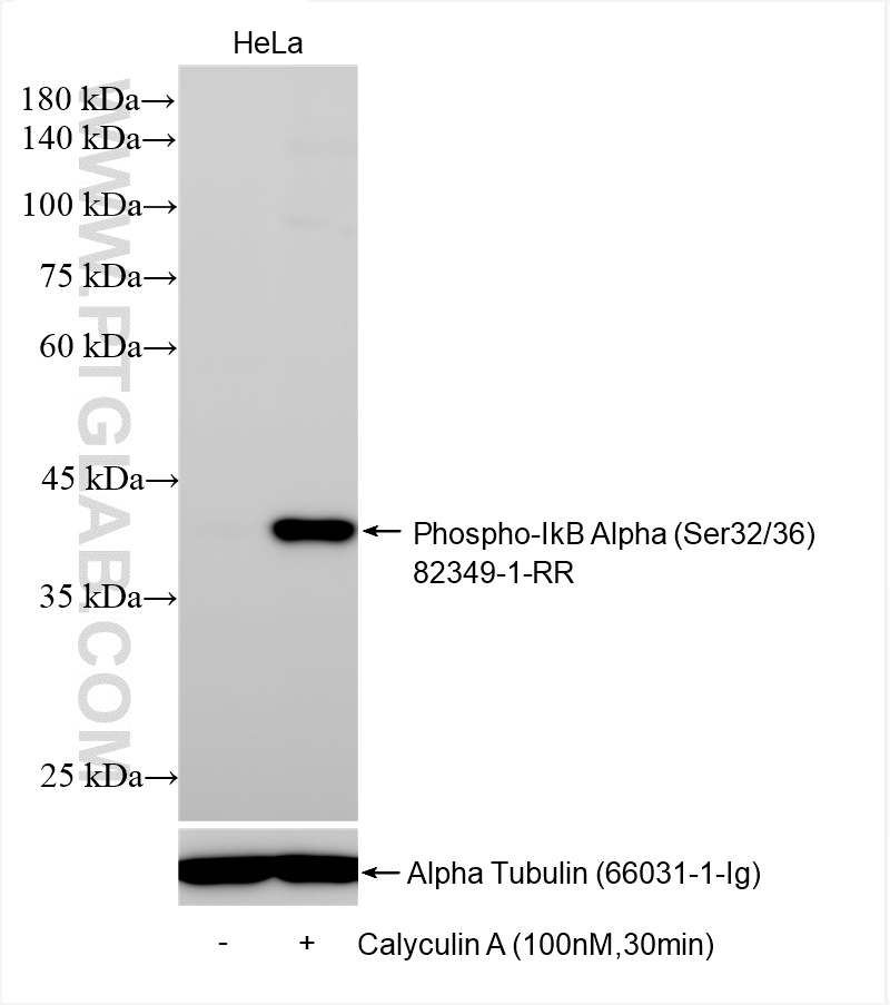 Western Blot (WB) analysis of various lysates using Phospho-IkB Alpha (Ser32/36) Recombinant antibody (82349-1-RR)