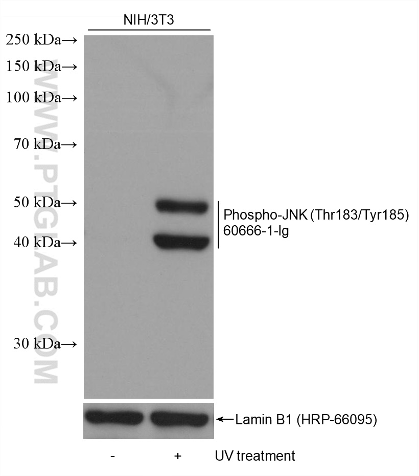 Western Blot (WB) analysis of various lysates using Phospho-JNK (Thr183/Tyr185) Monoclonal antibody (60666-1-Ig)