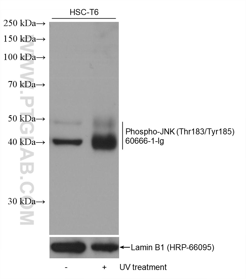 Western Blot (WB) analysis of various lysates using Phospho-JNK (Thr183/Tyr185) Monoclonal antibody (60666-1-Ig)