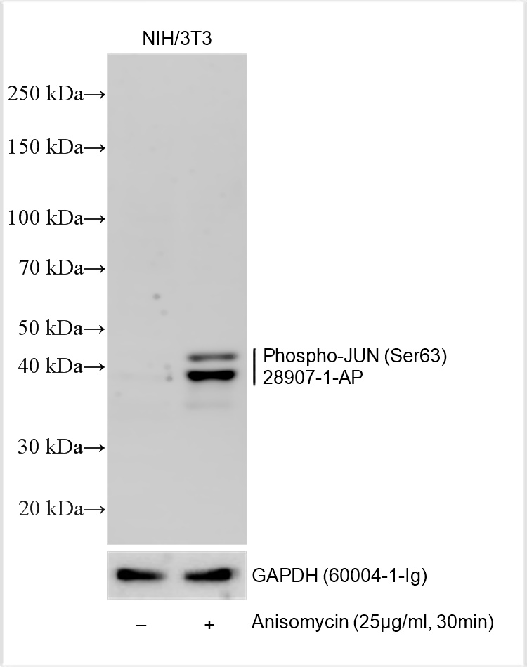 Western Blot (WB) analysis of various lysates using Phospho-JUN (Ser63) Polyclonal antibody (28907-1-AP)