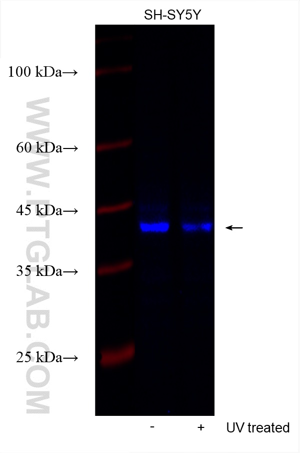 Western Blot (WB) analysis of various lysates using CoraLite® Plus 750-conjugated Phospho-JUN (Ser73)  (CL750-80086)