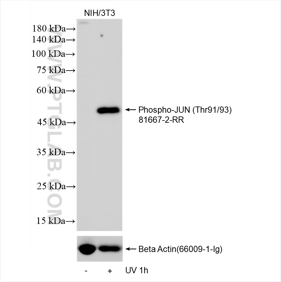 Phospho-JUN (Thr91/93)