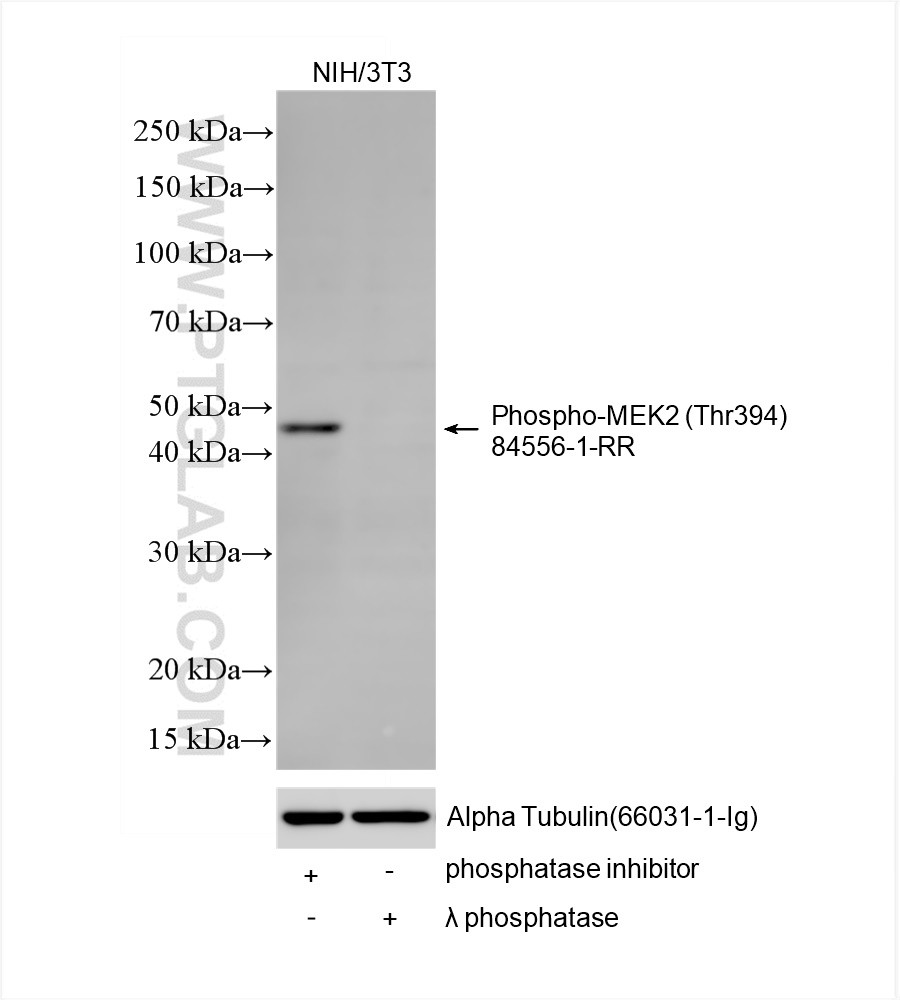 Phospho-MEK2 (Thr394)