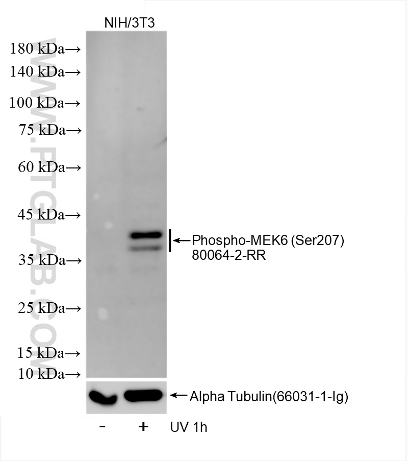 Western Blot (WB) analysis of various lysates using Phospho-MEK6 (Ser207) Recombinant antibody (80064-2-RR)