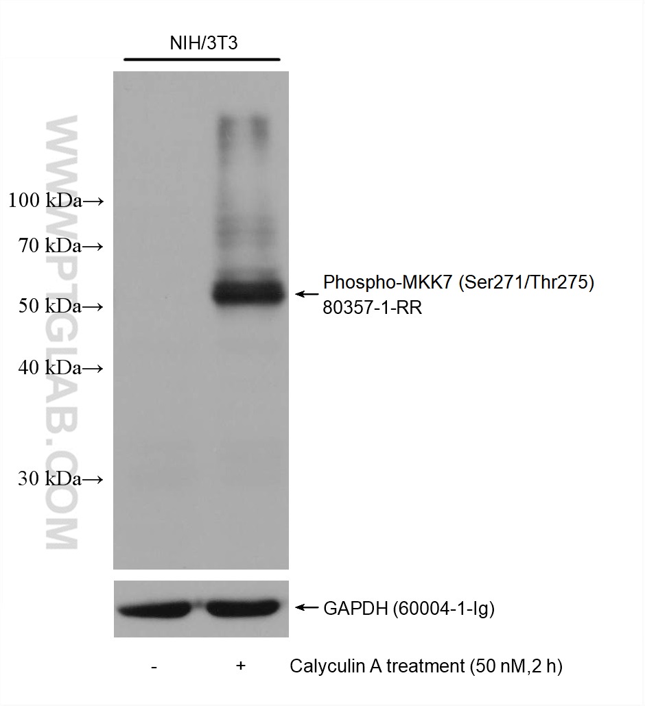 Western Blot (WB) analysis of various lysates using Phospho-MKK7 (Ser271/Thr275) Recombinant antibody (80357-1-RR)