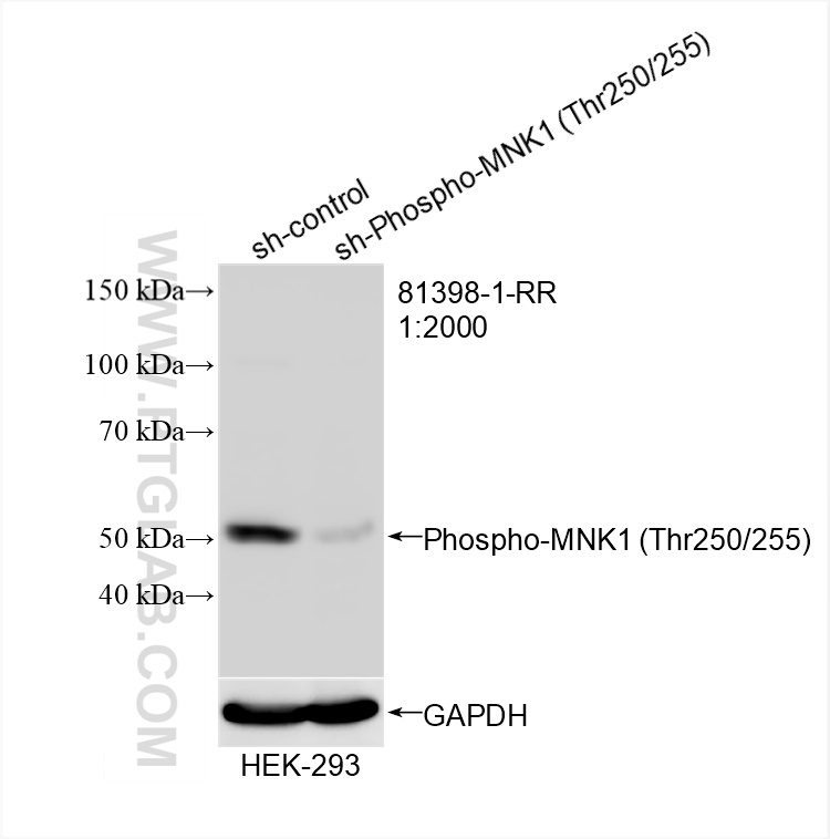 Western Blot (WB) analysis of HEK-293 cells using Phospho-MNK1 (Thr250/255) Recombinant antibody (81398-1-RR)