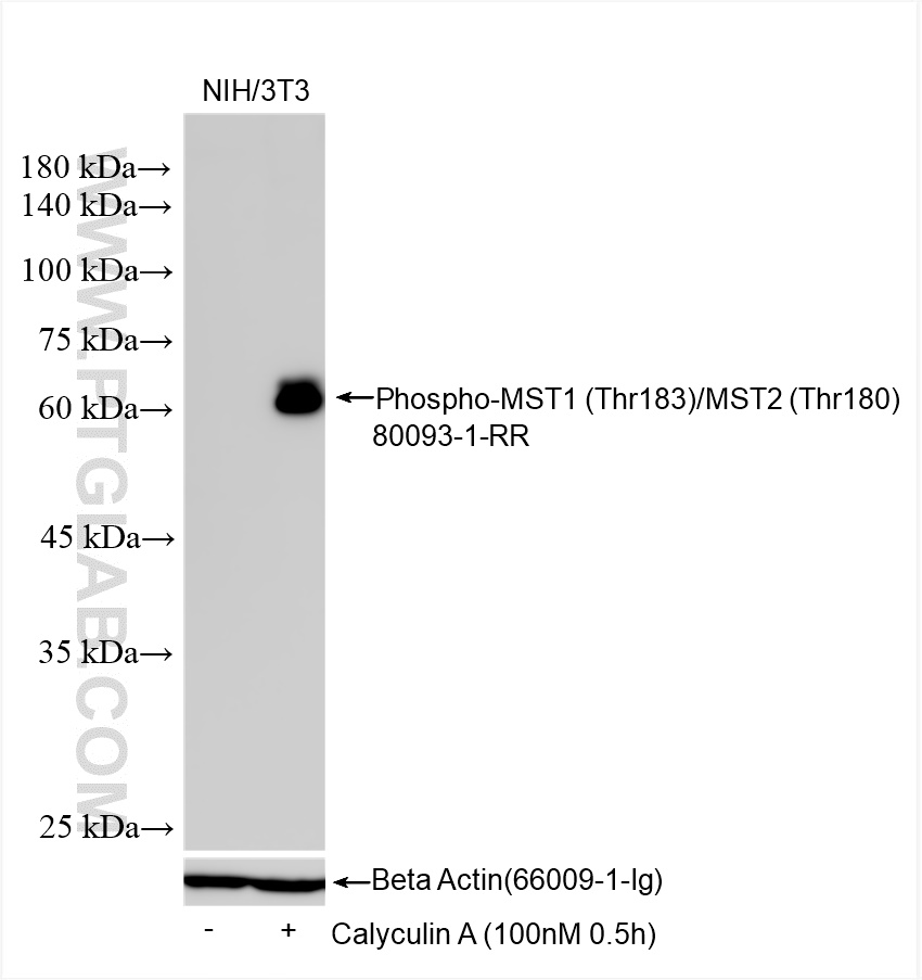 Western Blot (WB) analysis of various lysates using Phospho-MST1 (Thr183)/MST2 (Thr180) Recombinant an (80093-1-RR)