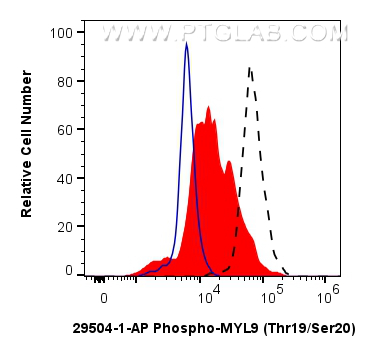 Flow cytometry (FC) experiment of HeLa cells using Phospho-MYL9 (Thr19/Ser20)  Polyclonal antibody (29504-1-AP)