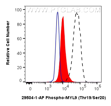 Flow cytometry (FC) experiment of HeLa cells using Phospho-MYL9 (Thr19/Ser20)  Polyclonal antibody (29504-1-AP)