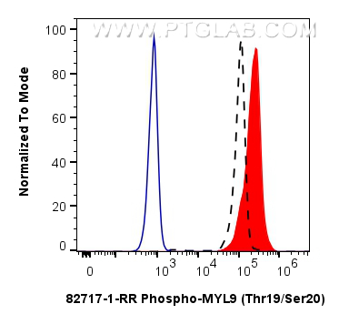 Flow cytometry (FC) experiment of HeLa cells using Phospho-MYL9 (Thr19/Ser20)  Recombinant antibody (82717-1-RR)