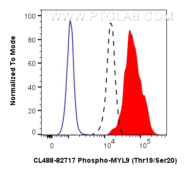 Phospho-MYL9 (Thr19/Ser20) 