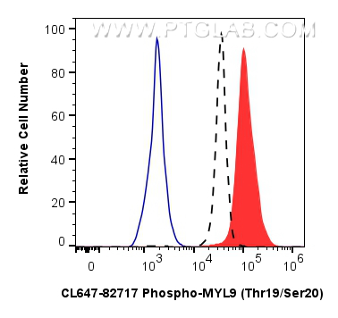 Phospho-MYL9 (Thr19/Ser20) 