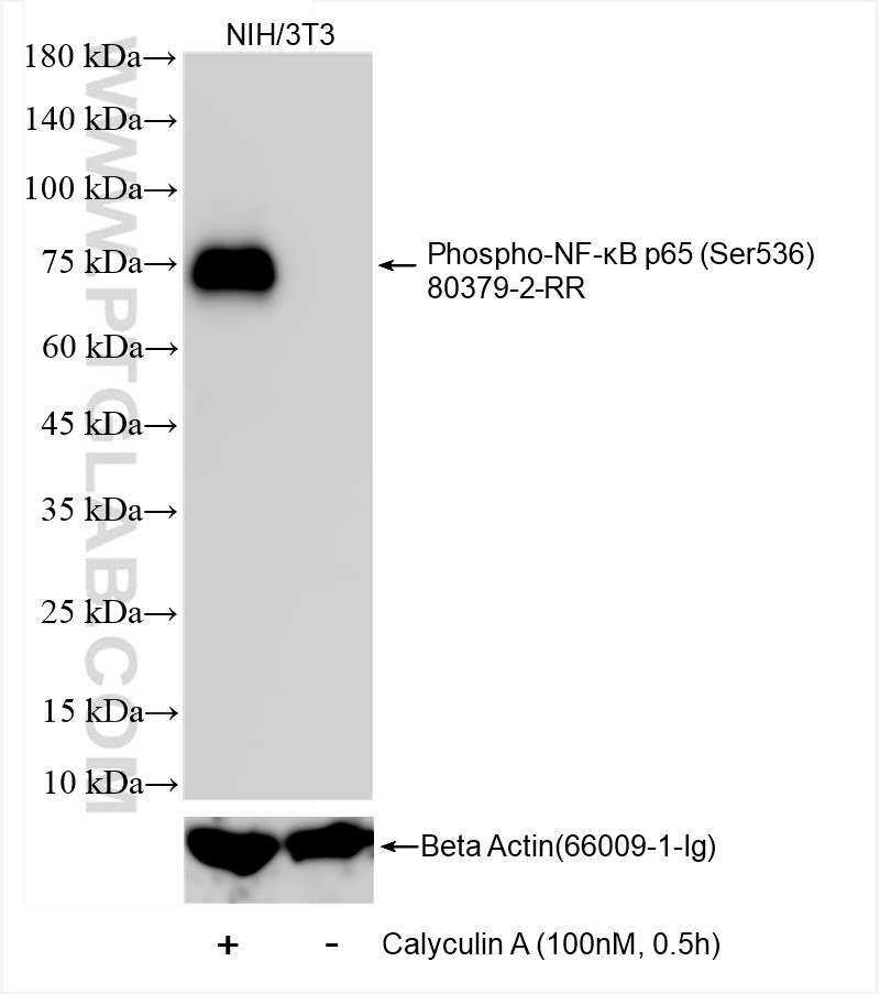 Western Blot (WB) analysis of NIH/3T3 cells using Phospho-NF-κB p65 (Ser536) Recombinant antibody (80379-2-RR)