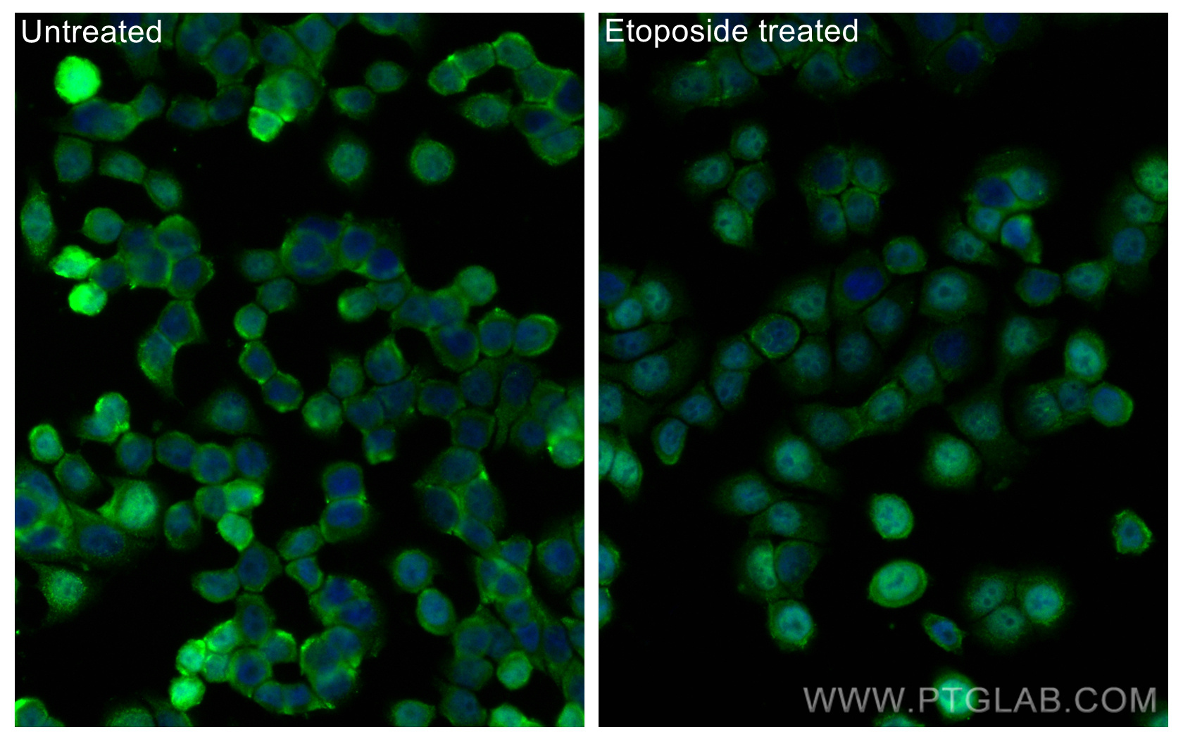 Immunofluorescence (IF) / fluorescent staining of HT-29 cells using CoraLite® Plus 488-conjugated Phospho-P53 (Ser46)  (CL488-67900)