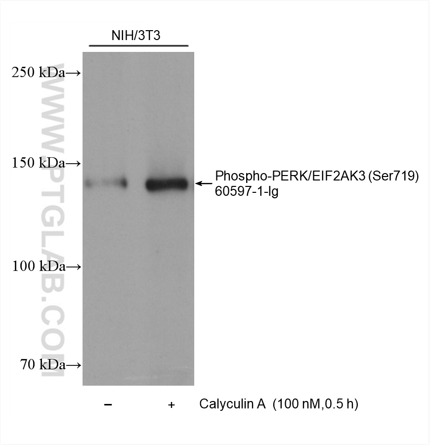 Western Blot (WB) analysis of various lysates using Phospho-PERK/EIF2AK3 (Ser719) Monoclonal antibody (60597-1-Ig)