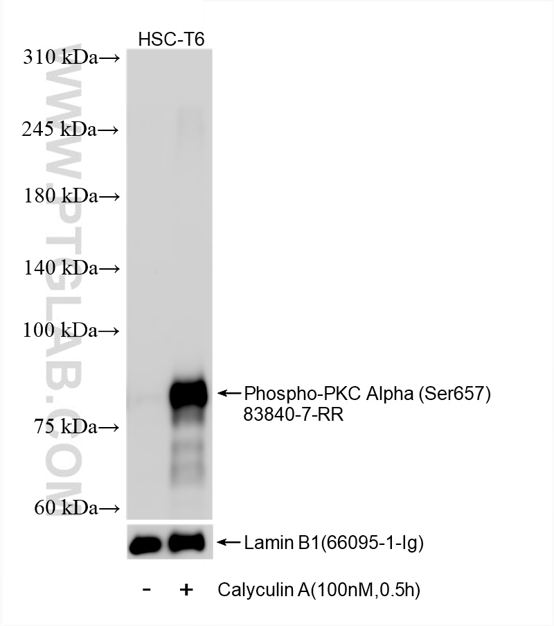 Western Blot (WB) analysis of HSC-T6 cells using Phospho-PKC Alpha (Ser657) Recombinant antibody (83840-7-RR)