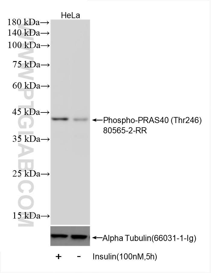 Western Blot (WB) analysis of various lysates using Phospho-PRAS40 (Thr246) Recombinant antibody (80565-2-RR)