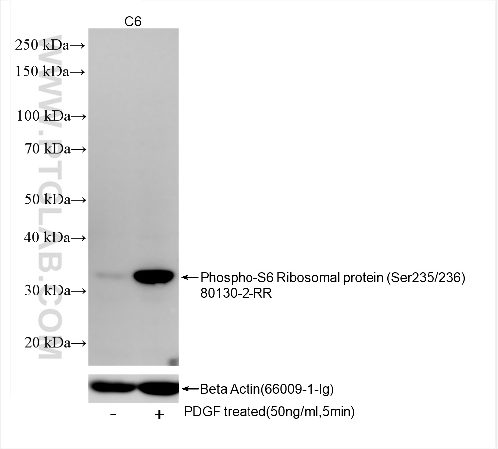 Western Blot (WB) analysis of various lysates using Phospho-S6 Ribosomal protein (Ser235/236) Recombin (80130-2-RR)