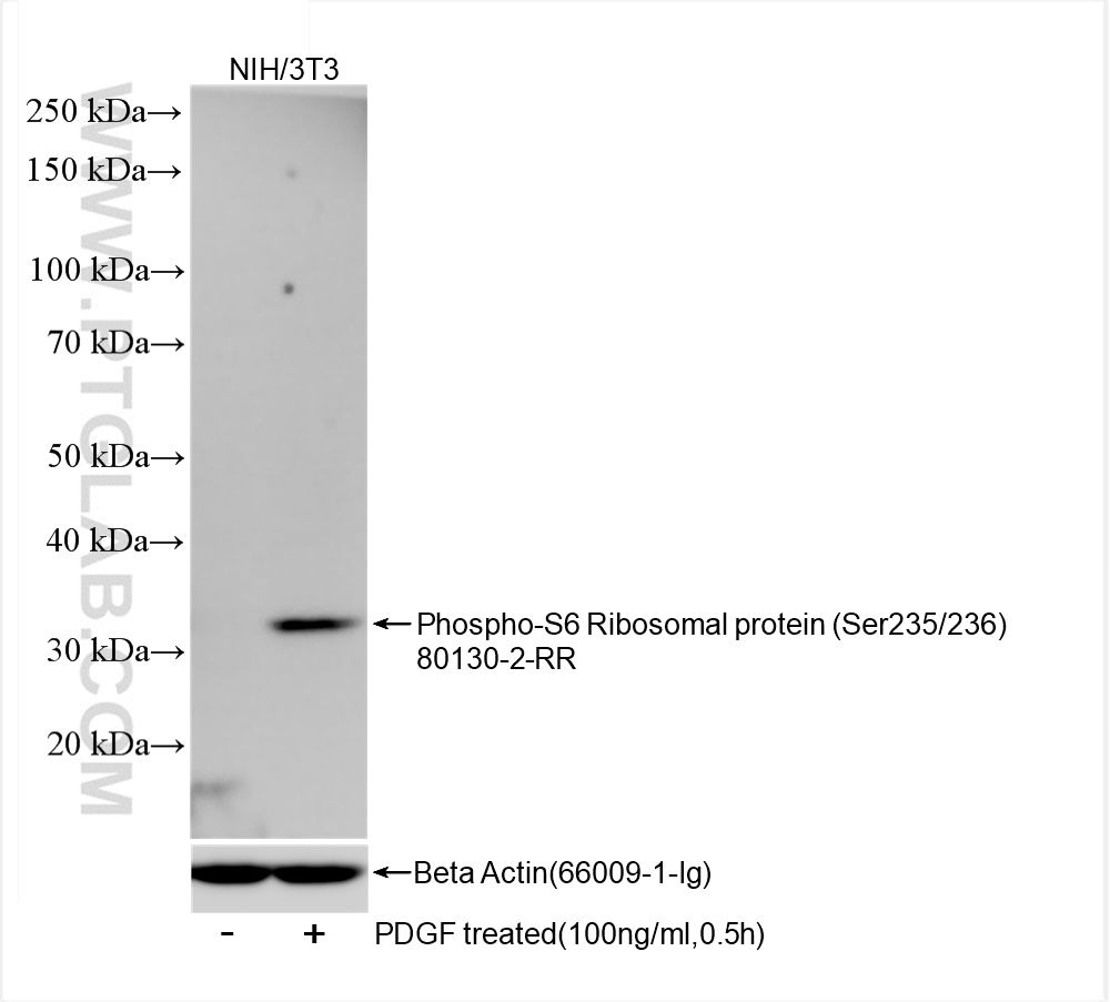 Western Blot (WB) analysis of NIH/3T3 cells using Phospho-S6 Ribosomal protein (Ser235/236) Recombin (80130-2-RR)