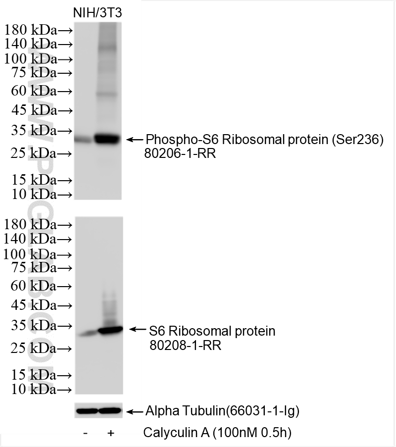 Western Blot (WB) analysis of various lysates using Phospho-S6 Ribosomal protein (Ser236) Recombinant  (80206-1-RR)