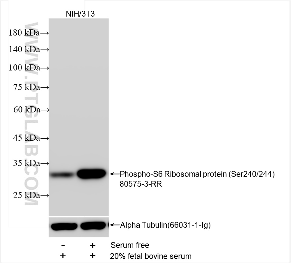 Western Blot (WB) analysis of NIH/3T3 cells using Phospho-S6 Ribosomal protein (Ser240/244) Recombin (80575-3-RR)