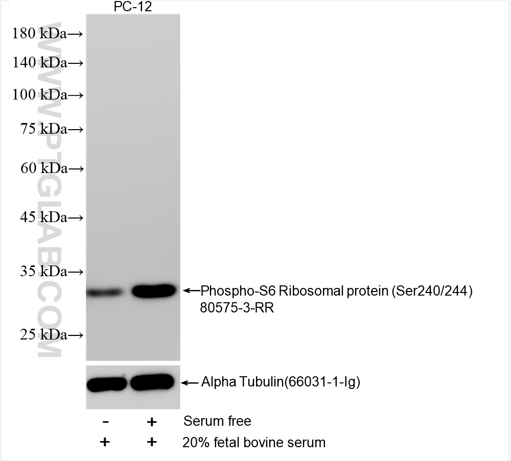 Western Blot (WB) analysis of PC-12 cells using Phospho-S6 Ribosomal protein (Ser240/244) Recombin (80575-3-RR)