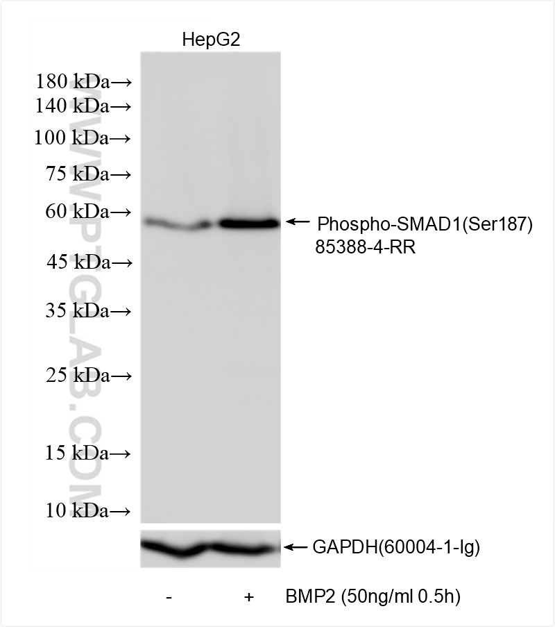 Western Blot (WB) analysis of HepG2 cells using Phospho-SMAD1 (Ser187) Recombinant antibody (85388-4-RR)