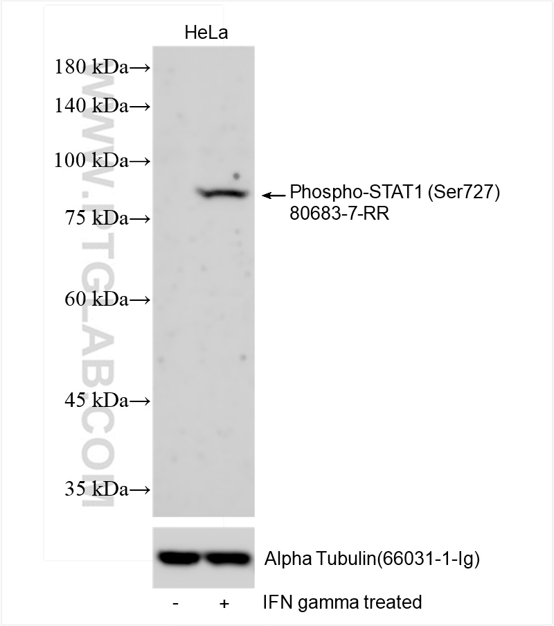 Phospho-STAT1 (Ser727)