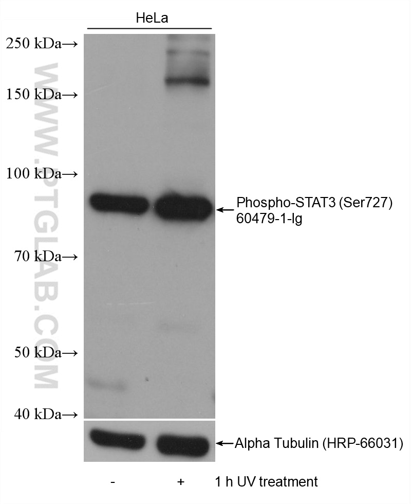 Western Blot (WB) analysis of various lysates using Phospho-STAT3 (Ser727) Monoclonal antibody (60479-1-Ig)