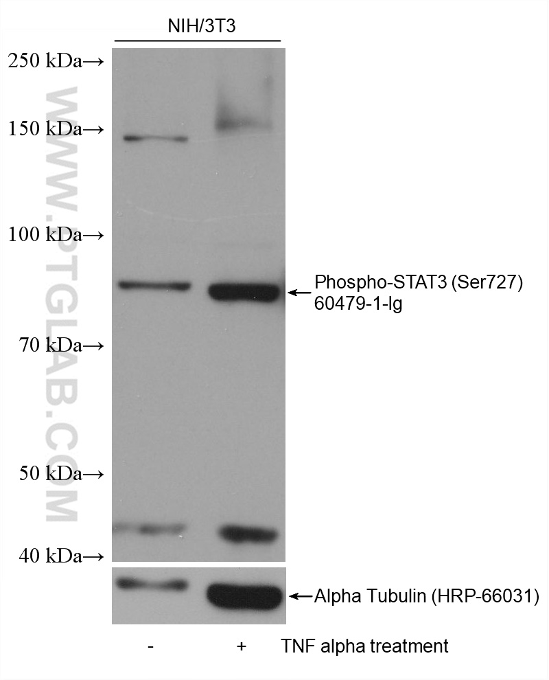 Western Blot (WB) analysis of various lysates using Phospho-STAT3 (Ser727) Monoclonal antibody (60479-1-Ig)