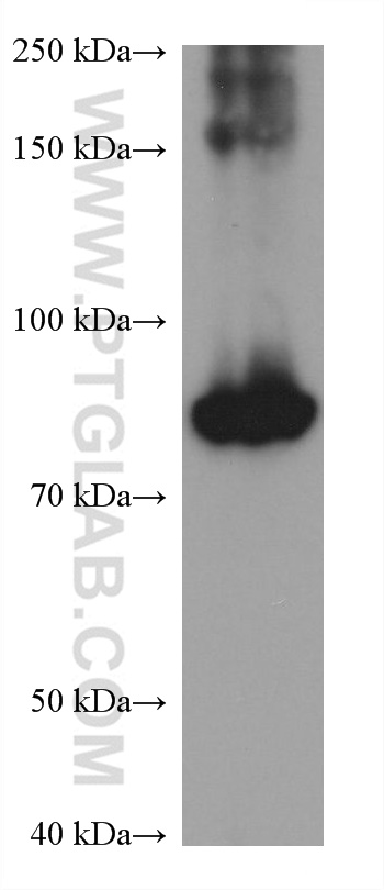 Western Blot (WB) analysis of HSC-T6 cells using Phospho-STAT3 (Ser727) Monoclonal antibody (60479-1-Ig)