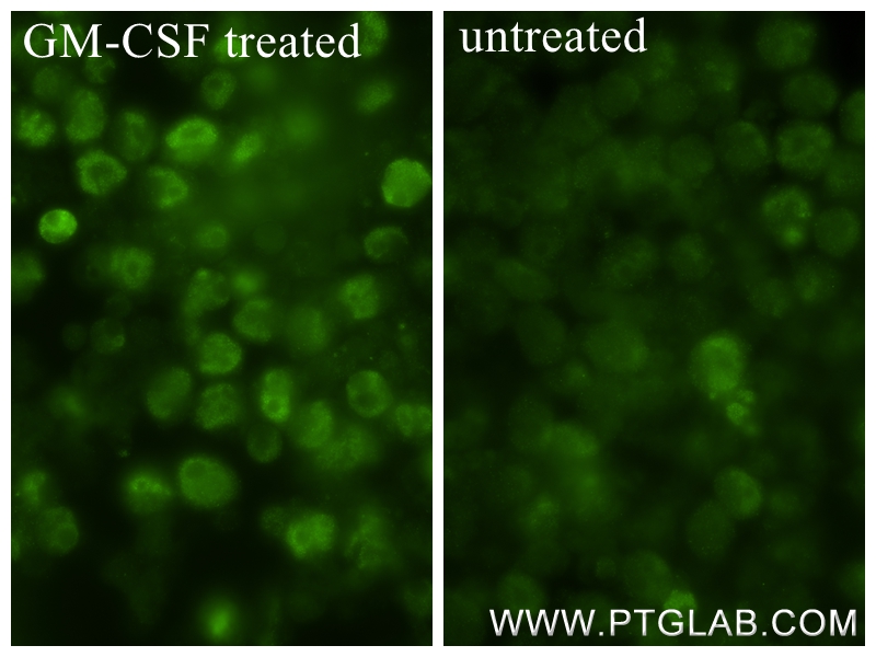 Immunofluorescence (IF) / fluorescent staining of TF-1 cells using Phospho-STAT5A (Ser726) Recombinant antibody (80138-2-RR)