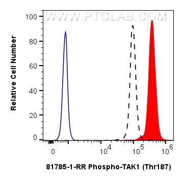 Flow cytometry (FC) experiment of HEK-293 cells using Phospho-TAK1 (Thr187) Recombinant antibody (81785-1-RR)