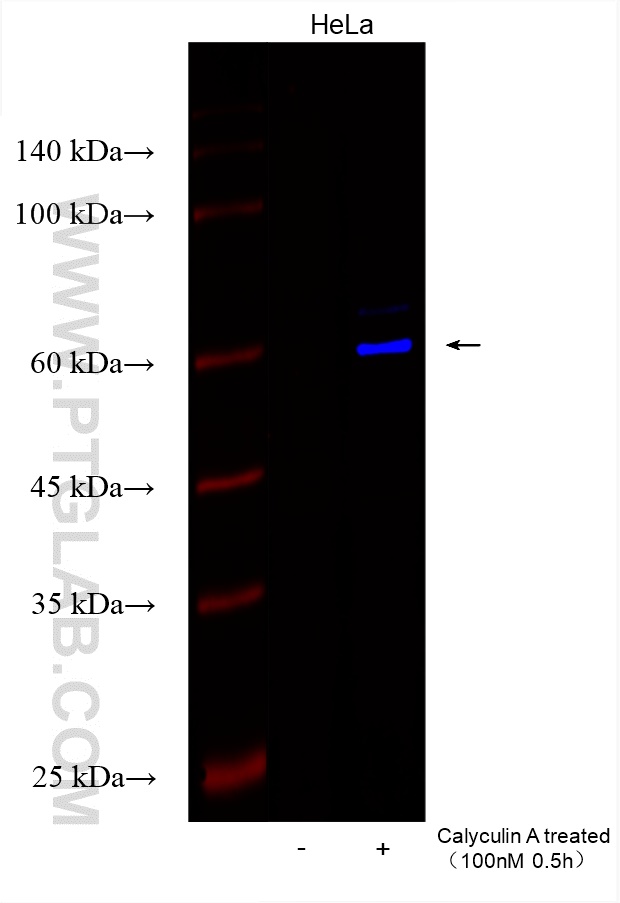 Western Blot (WB) analysis of various lysates using CoraLite® Plus 750-conjugated Phospho-TAK1 (Thr187 (CL750-81785)