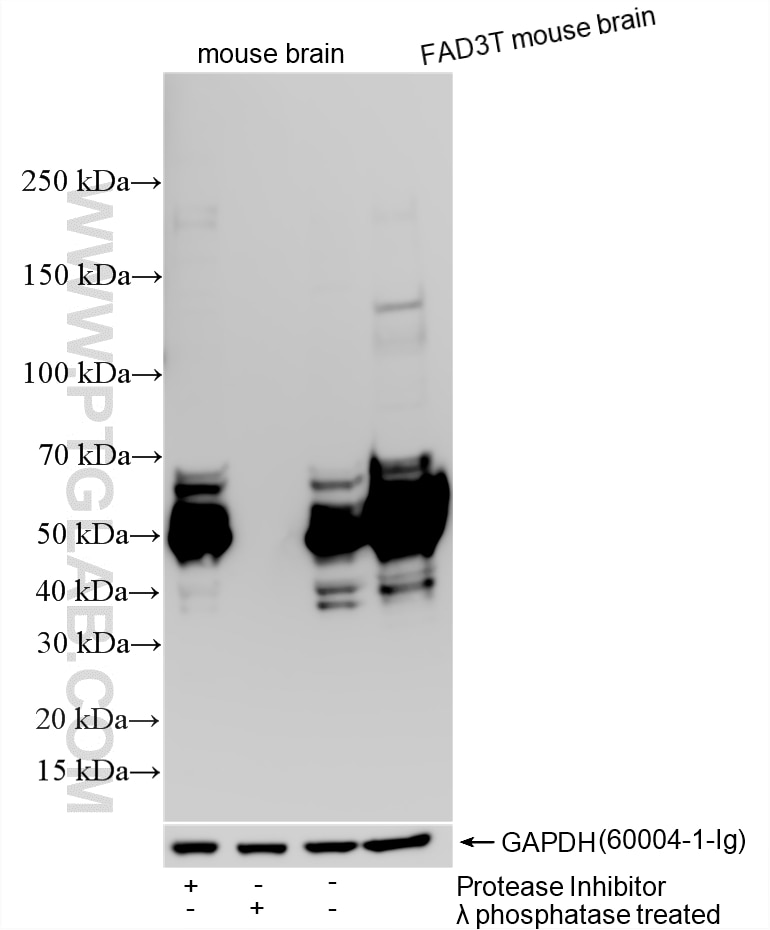 Western Blot (WB) analysis of various lysates using Phospho-TAU (Thr181) Polyclonal antibody (28866-1-AP)