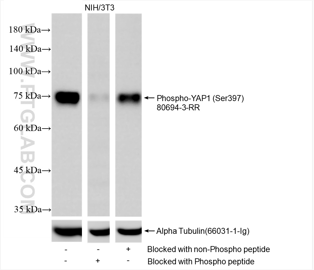 Western Blot (WB) analysis of NIH/3T3 cells using Phospho-YAP1 (Ser397) Recombinant antibody (80694-3-RR)