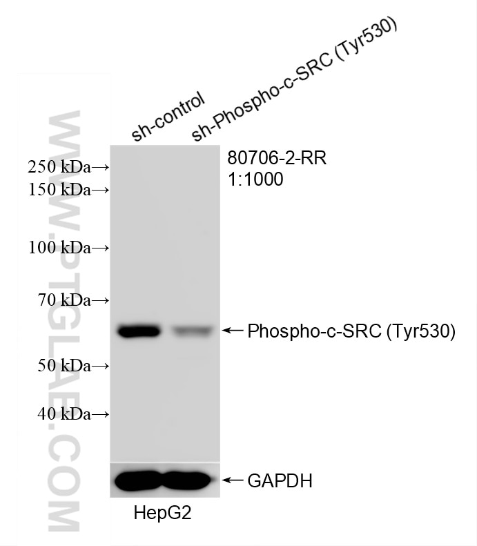 Western Blot (WB) analysis of HepG2 cells using Phospho-c-SRC (Tyr530) Recombinant monoclonal anti (80706-2-RR)