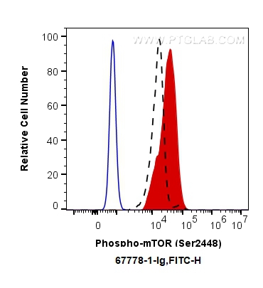 Flow cytometry (FC) experiment of HeLa cells using Phospho-mTOR (Ser2448) Monoclonal antibody (67778-1-Ig)